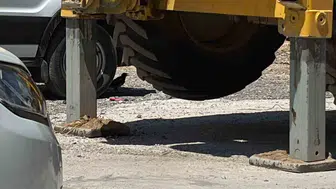 Tavşanlı'da sıcaktan bunalan saksağan minibüs altında serinledi