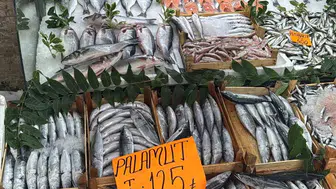 Palamut sezonu başladı: balıkçı tezgahları hareketleniyor