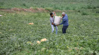 Adanalı üretici, kavunu aracısız satışla tüketiciye ulaştırıyor