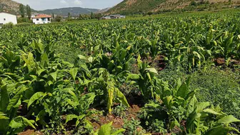 Adıyaman'da dolu yağışı tütün üreticilerini zor durumda bıraktı