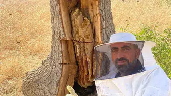 Diyarbakır'da vatandaşlar ağaç kovuklarından bal çıkarıyor