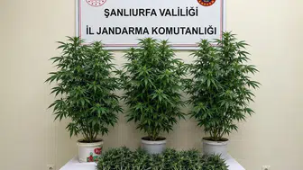 Bozova'da gerçekleştirilen operasyonla kenevir bitkileri ele geçirildi