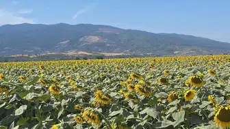 Aydın'da kuraklığa rağmen ayçiçeği üretimi denetlendi