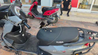 Mahallenin maskotu karga: Parası olanın peşinden koşuyor