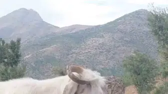 Elazığlı çobanın keçisiyle keyifli mücadelesi sosyal medyada ilgi odağı oldu