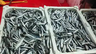 Didim'de hamsi avcılığına yönelik denetimler devam ediyor