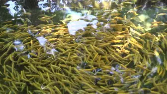 Çameli alabalığı, Toroslar'ın serin sularında yetişerek lezzet kazanıyor