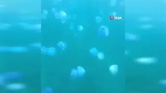 Çanakkale Boğazı'nda görülen mavi denizanası yoğunluğu dalgıçları meraklandırdı
