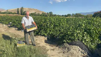 Erzincan'da 200 yıllık bağlardan coğrafi işaretli cimin üzümü hasat edildi