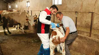 Erzincan'da hayvan sağlığı için kene ilaçlama seferberliği