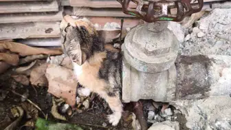 Hatay’da vanaya sıkışan yavru kedi itfaiye ekipleri tarafından kurtarıldı
