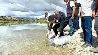 Uluköy Barajı'na 75 bin sazan yavrusu salındı