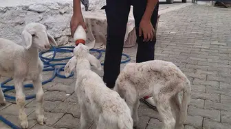 Sakız ırkı koyunun üçüz doğumu sevimli kuzuları biberonla besliyor