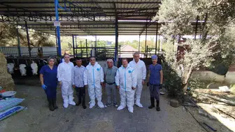 Aydın'da sonbahar şap aşısı kampanyasıyla büyükbaş hayvan sağlığı korunacak