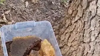 Palu'da ağaç gövdesinden kilolarca bal çıkarıldı
