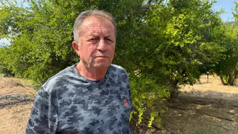 İnhisar narında hasat dönemi yaklaşırken rekolte kaybı endişesi