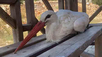 Erdemli'de bitkin leyleğe gençlerin sahiplenmesi: Doğaya geri döndü