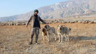 Çoban köpekleri kurtlarla mücadelede sürülerin en büyük destekçisi