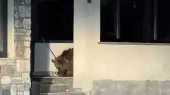 Sarıkamış'ta ayı avluya girdi, araçta mahsur kalan vatandaş ilginç anlar yaşadı