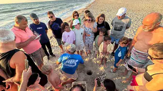 Kuşadası ve Didim'de deniz kaplumbağaları için büyük bir yıl: 214 yavru denizle buluştu