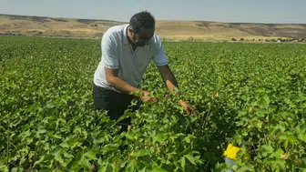 Cizre'de pamuk tarlalarında biyoteknik mücadele ile rekolte korunuyor