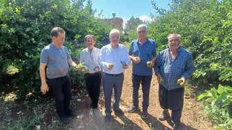 Adana'da dolu felaketi: 35 bin dönüm tarım alanı etkilenirken üretici zor durumda