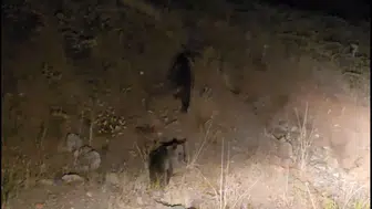 Tunceli'de yol kenarında anne ayı ve 3 yavrusu görüntülendi
