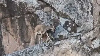 Artvin'de dağ keçisi yavrusu annesinin yanında büyüyüyor