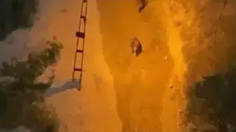 Karabük'te yaban domuzları arasında nefes kesen mücadele
