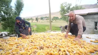 Muş'un Alaniçi köyünde mısır hasadı geleneksel yöntemlerle yapılıyor
