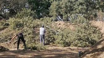 Adramytteion kazı alanında 6 tescilsiz meşe ağacının kesim kararı alındı