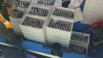 Karadeniz'de av sezonu açıldı: Palamutlar İnebolu Limanı'na ulaştı