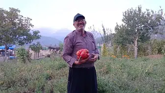 Osmaniye’de ata tohumundan dev bir domates yetiştirildi