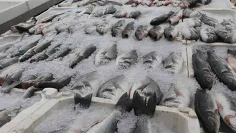 Adana'da yaz sıcakları balık pazarını etkiledi