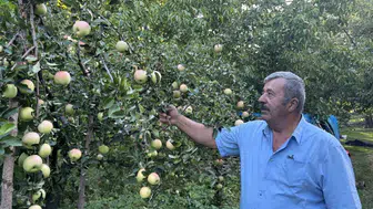 Sivas'ta tescilli Gürün Ayvaniye elması hasadı başladı