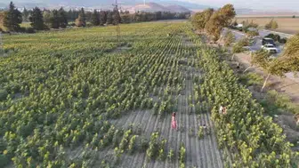 Ayçiçek tarlası gün batımında benzersiz manzaralar sunuyor