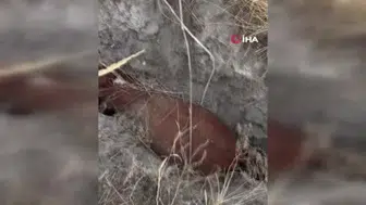 Ankara'da obruğa düşen büyükbaş hayvan için vatandaşlar harekete geçti