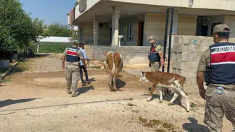 Şanlıurfa'da büyükbaş hayvan dolandırıcılığına operasyonda bir gözaltı