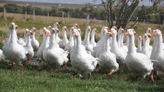 Başkanlık görevini bırakan Ali Yeğin, kaz yetiştiriciliğine yöneldi