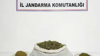 Diyarbakır’da düzenlenen operasyonlarda 144 bin 398 kök kenevir ele geçirildi