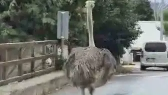 Şile'de deve kuşu kaçışı trafikte paniğe yol açtı
