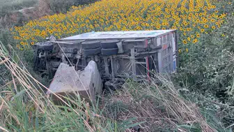 Yolda direksiyon hakimiyetini kaybeden kamyonet ayçiçeği tarlasına uçtu