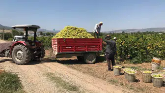 Üzüm üreticileri 17 lira fiyatla hayal kırıklığına uğradı
