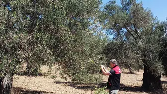 Gömeç'te zeytin hasadına başlandı, yağmur üreticileri sevindirdi