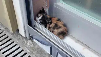Emlakçı, ofisindeki kedi sesinin gizemini çözüp yavru kediyi kurtardı