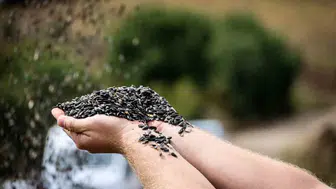 Erzincan'da ayçiçeği hasadı başladı: Doğanın sarı gelini tarlalarda boy gösteriyor