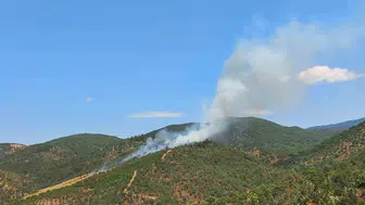 Burhaniye'de orman yangını hızla kontrol altına alındı