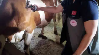 Afyonkarahisar'da şap hastalığına karşı yoğun aşılama çalışmaları devam ediyor