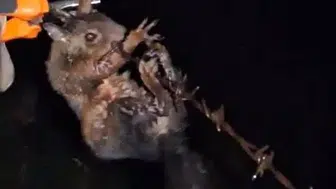 Sinop'ta tellere takılan sincap ekipler tarafından kurtarıldı