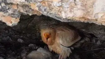 Küçük akbaba yavrusu ile göz kamaştırdı: Doğada üremeye devam ediyorlar